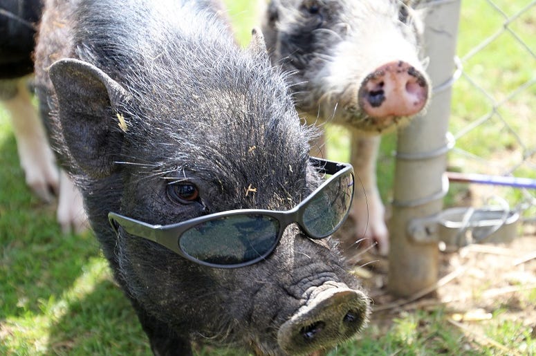 Pig