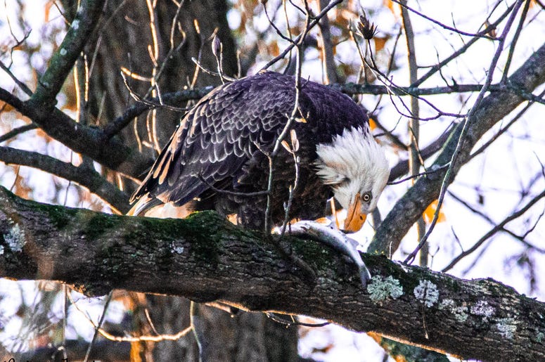 Eagles EAGLES