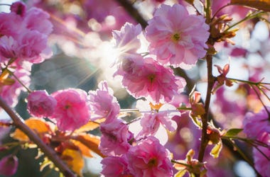 Spring