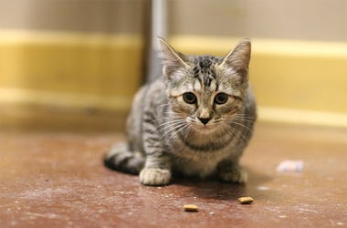Almond the cat