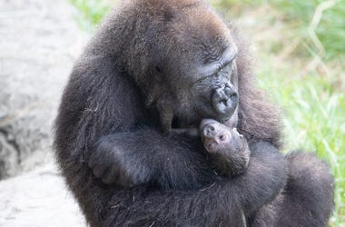 mother and baby gorilla