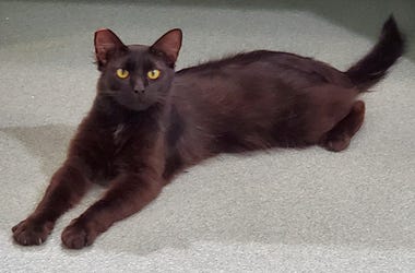 Harvey the cat