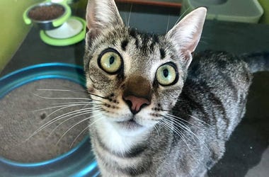 Henry the cat