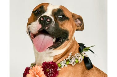 Jane the dog