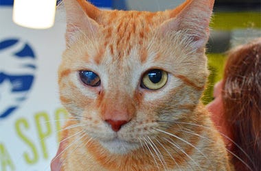 Taico the cat