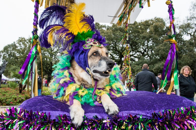 Barkus