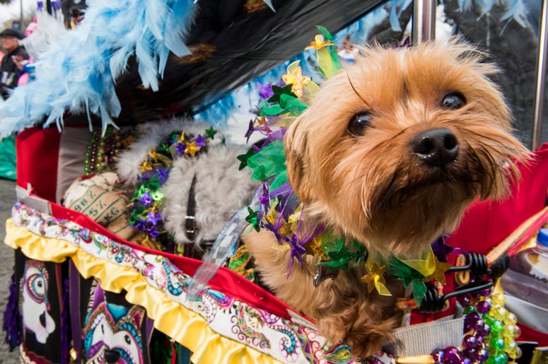 Barkus