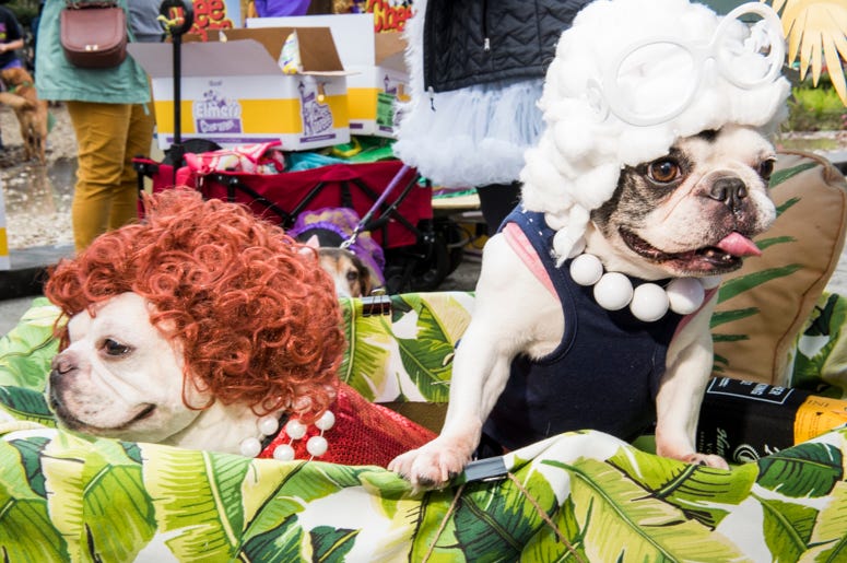 Barkus