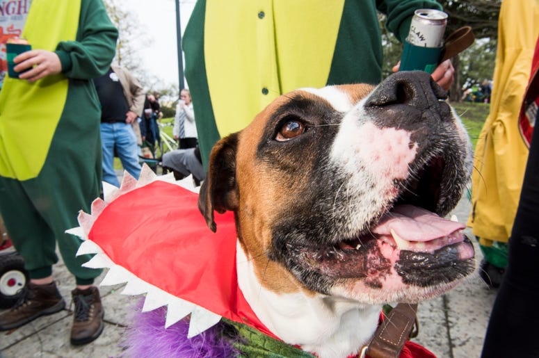 Barkus