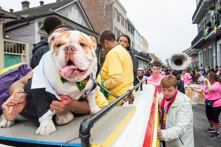 barkus