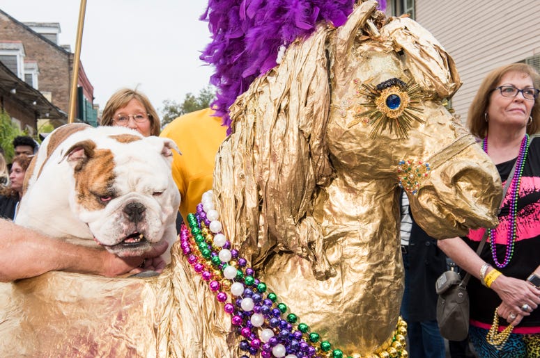 Barkus