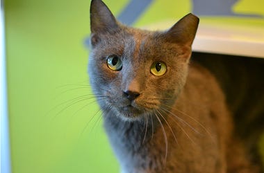 Greyson the cat