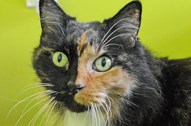 Molly the cat