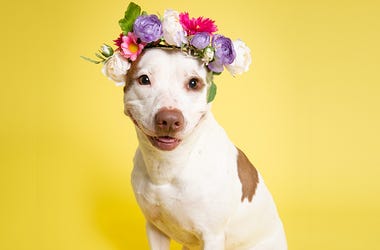 Cookie the dog