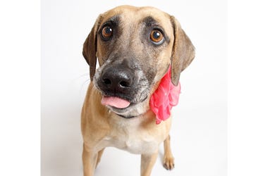 Athena the dog