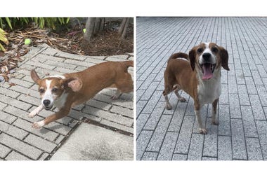 Sarah the Beagle mix