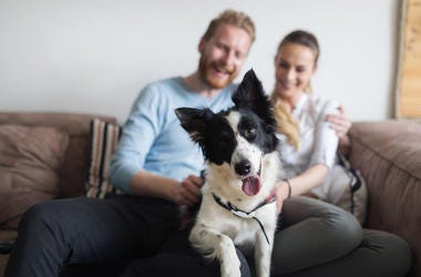 Dog and owners