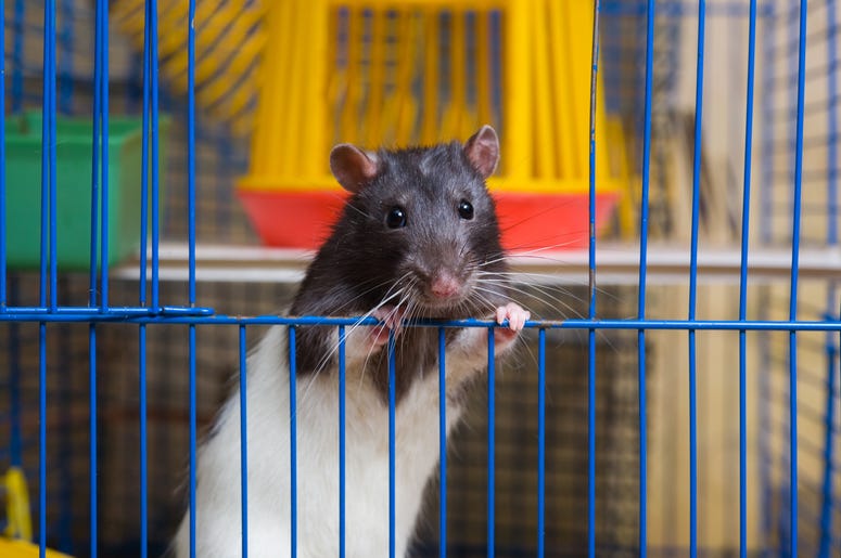 pet rat