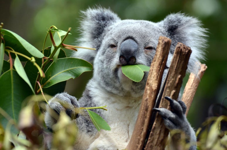Koala eating leaves