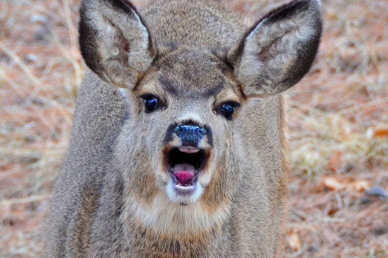 deer attack