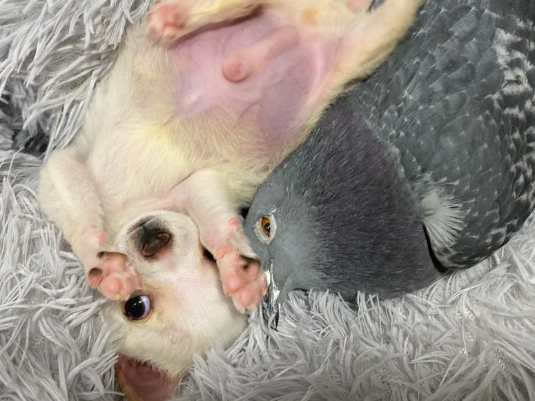 Chihuahuah and Pigoen Duo