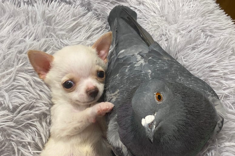 Chihuahuah and Pigeon
