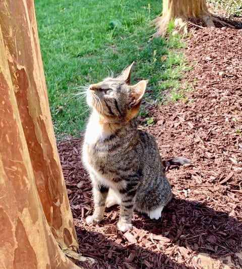 Tabby cat rescue