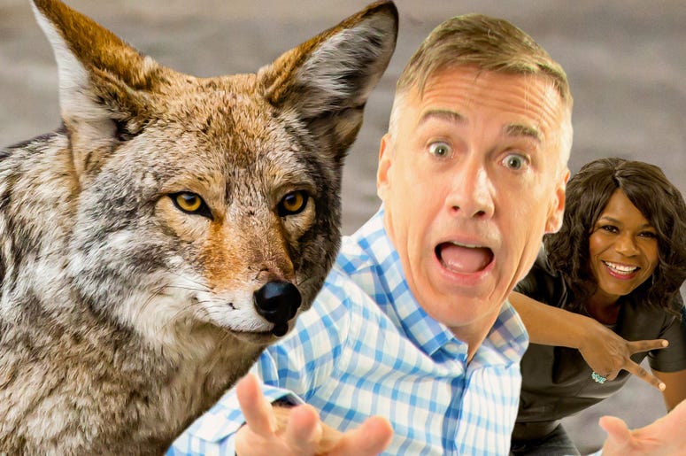matt vs. coyotes