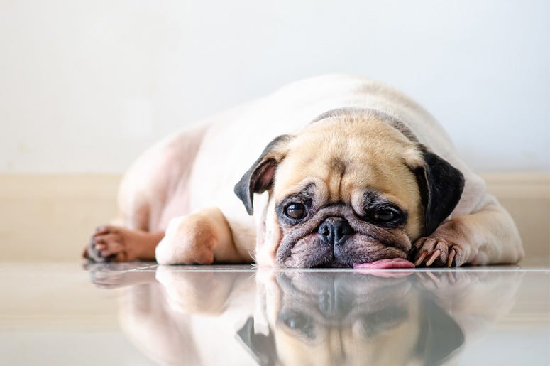 dog separation anxiety