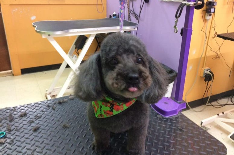 ramona holloway bad dog henri