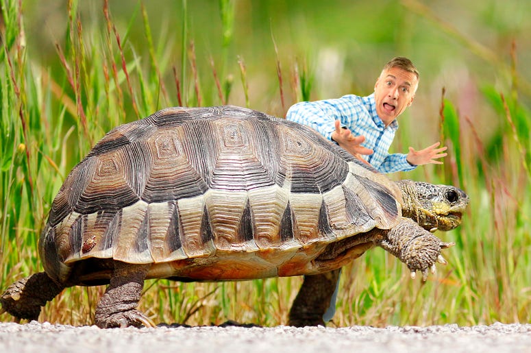 Matt saved a turtle