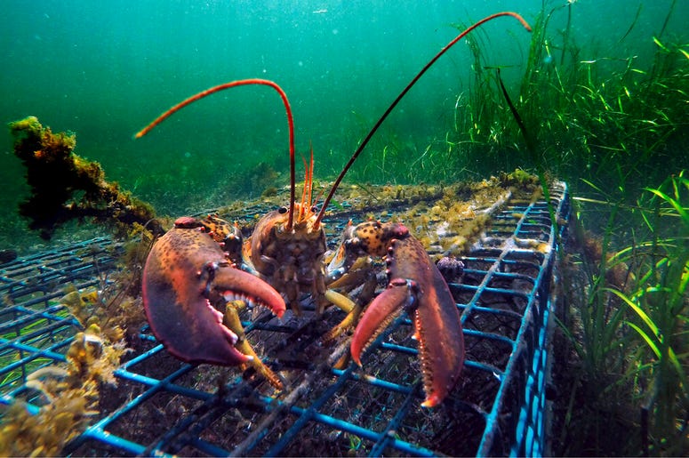 Lobster_Fishing