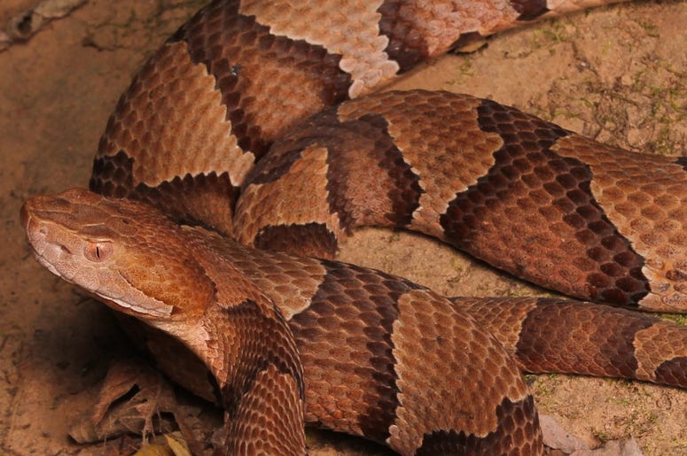 snake snake