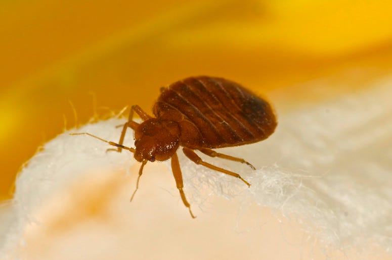 Bed Bugs Have Been Pests for 100 Million Years