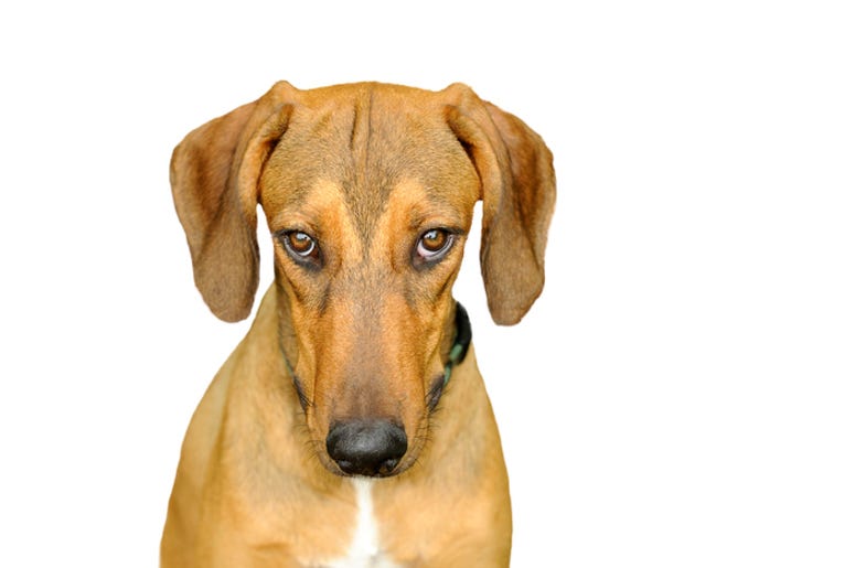 Dog Puppy Eyes