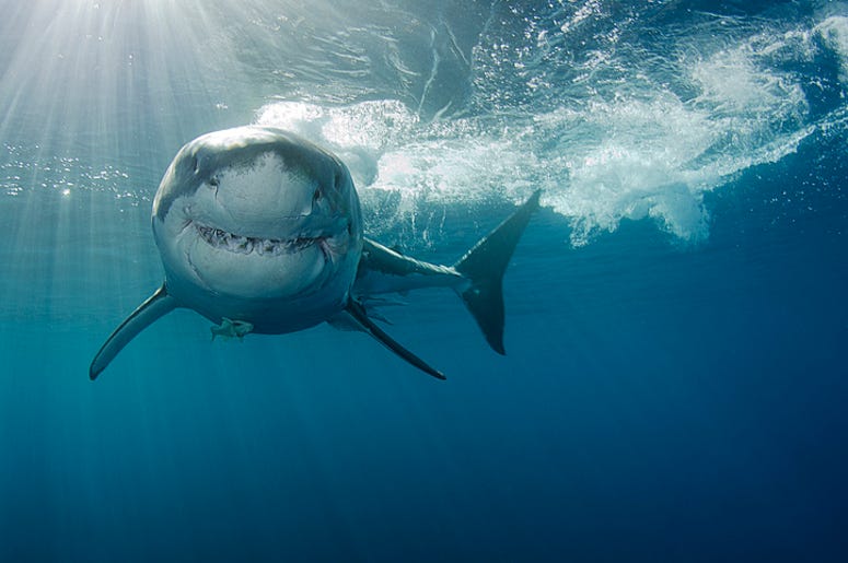 Shark Shark