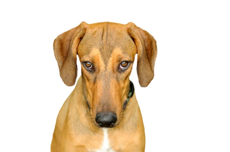 Dog Puppy Eyes