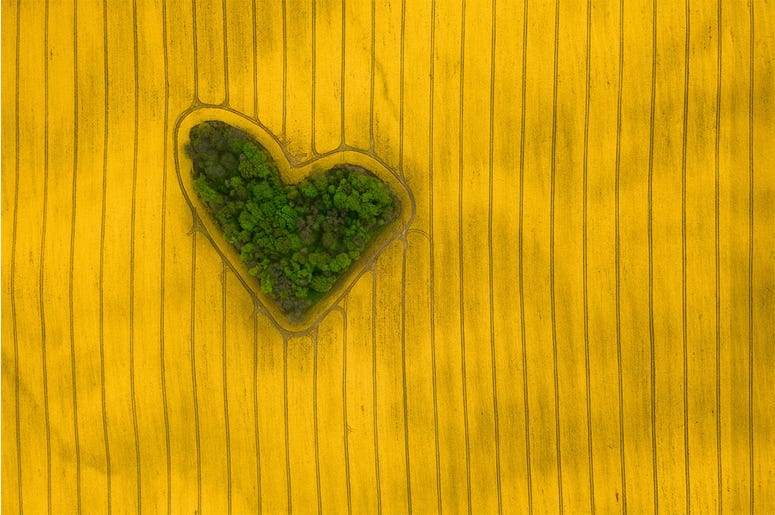 Island of Love Among millions of hectares of fields there is one that stands out in a special way. The blooming oilseed rape in the shape of a heart in this picturesque environment paints harmoniously the concept of love for nature.