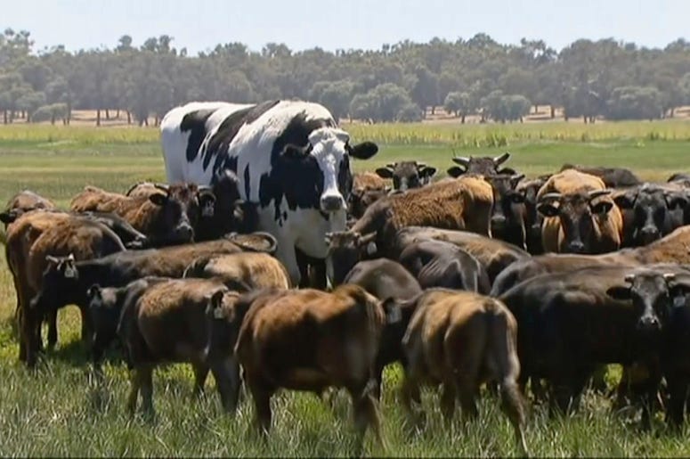 Foto de la vaca en Australia que es demasiado grande y pesada como para ser llevada al matadero. Foto tomada de video el 15 de noviembre del 2018 en Lake Preston, Australia. Foto de la vaca en Australia que es demasiado grande y pesada como para ser llevada al matadero. Foto tomada de video el 15 de noviembre del 2018 en Lake Preston, Australia.