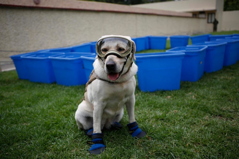 Frida, uno de los tres perros de la Marina entrenados para buscar a personas en edificios colapsados, con su equipo protector durante una conferencia de prensa en la Ciudad de México. Frida, uno de los tres perros de la Marina entrenados para buscar a personas en edificios colapsados, con su equipo protector durante una conferencia de prensa en la Ciudad de México.