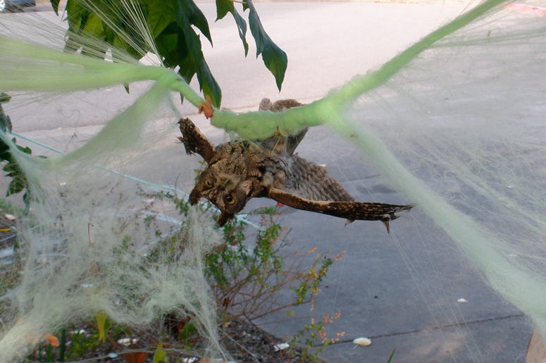 Esta foto del 2017 proporcionada por Marin Humane muestra a un búho que quedó atrapado en una telaraña falsa de Halloween que colgaba afuera de una casa en Mill Valley, California. Esta foto del 2017 proporcionada por Marin Humane muestra a un búho que quedó atrapado en una telaraña falsa de Halloween que colgaba afuera de una casa en Mill Valley, California.