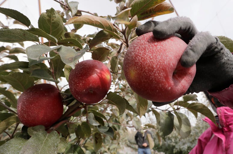 En esta foto del 15 de octubre del 2019, una manzana Cosmic Crisp es recogida en Wapato, Washington. Es una nueva variedad de manzana, y estará en los estantes en Estados Unidos a partir del 1 de diciembre. En esta foto del 15 de octubre del 2019, una manzana Cosmic Crisp es recogida en Wapato, Washington. Es una nueva variedad de manzana, y estará en los estantes en Estados Unidos a partir del 1 de diciembre.