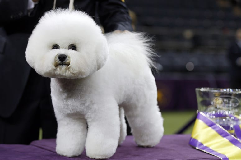 Bichon Frisee