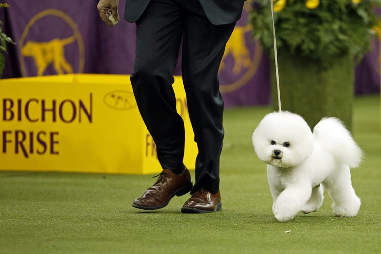 Bichon Frisee, Winner of 2018 Westminster Dog Show