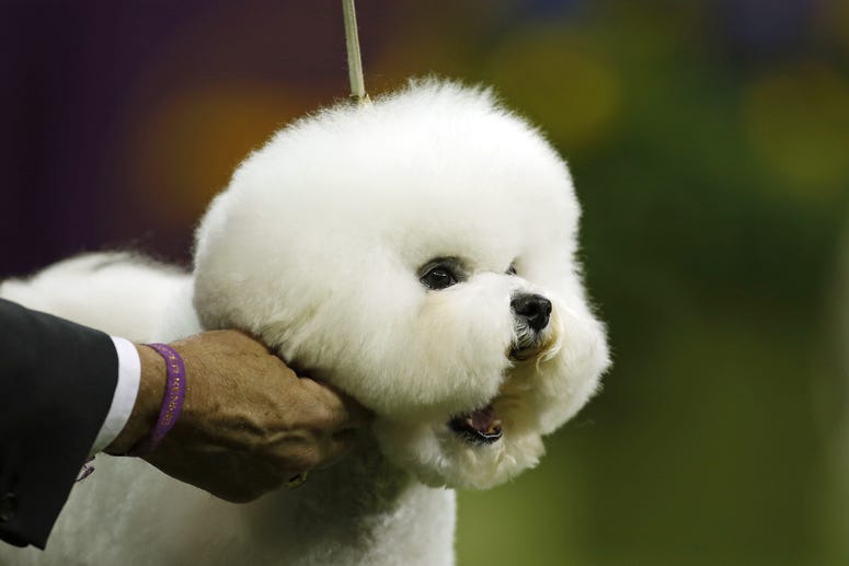 Flynn, winner of 2018 Westminster dog show