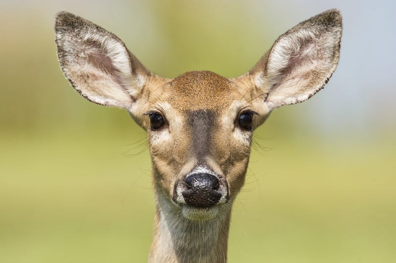 Image courtesy of Dreamstime