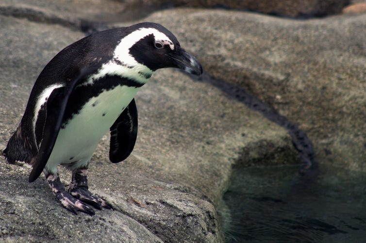 african penguin at the Maryland Zoo