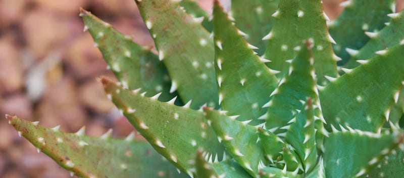 el aloe vera sirve para espinillas