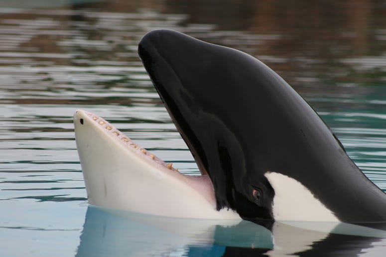Orca