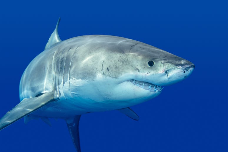 shark